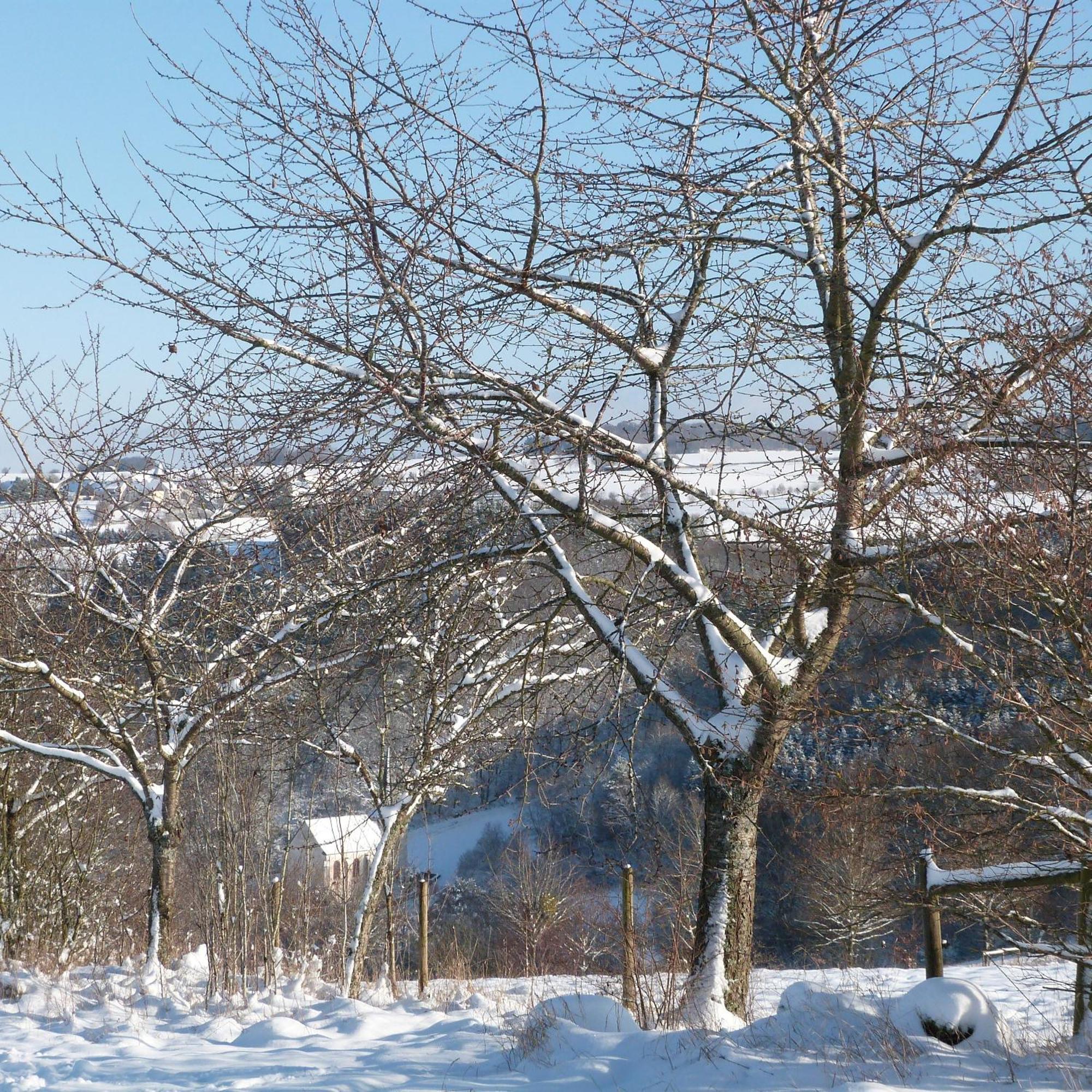 Villa Mosel Morbach Eksteriør billede