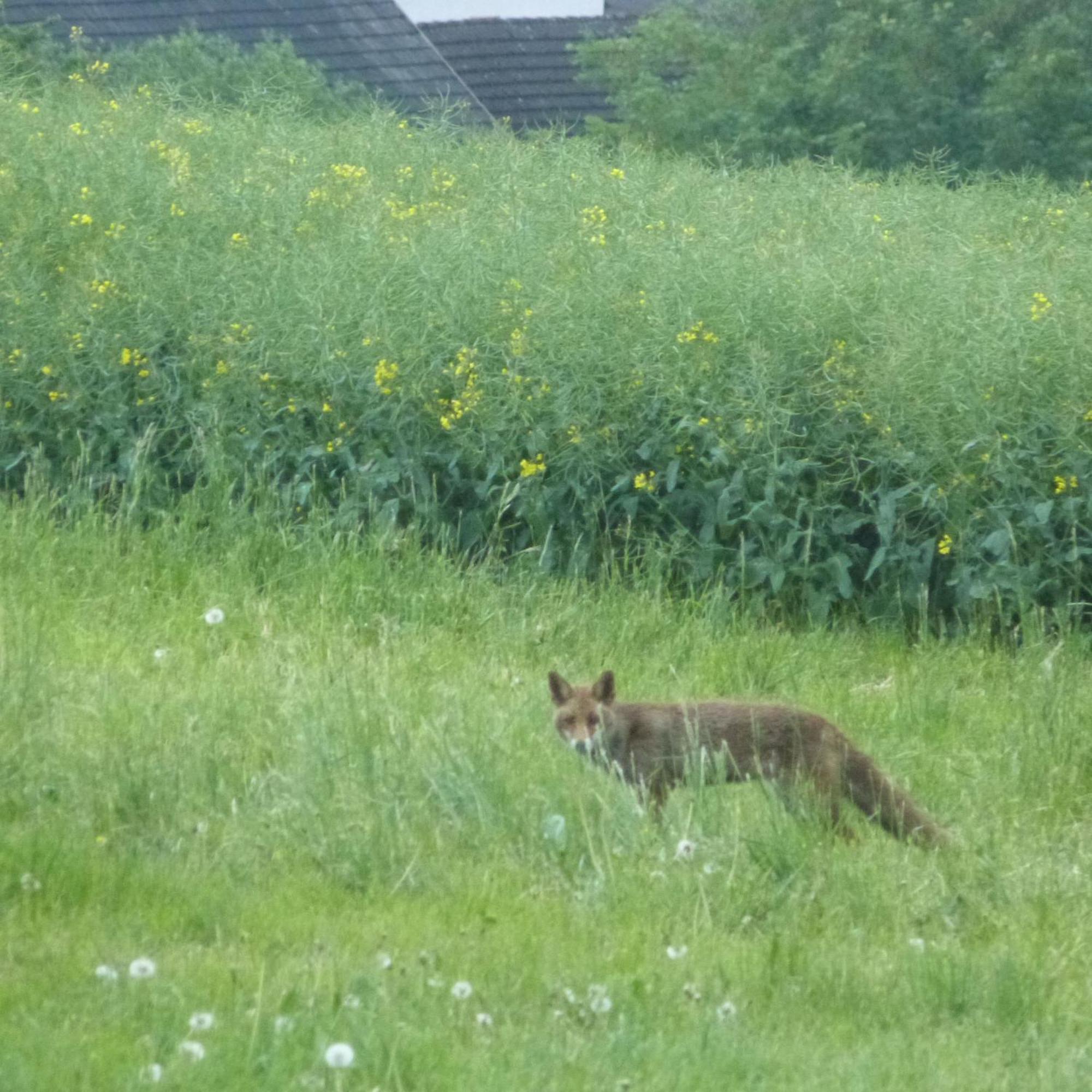 Villa Mosel Morbach Eksteriør billede